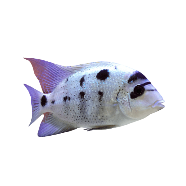 Cichlasoma Argentea Vieja Silver White Cichlid 5cm