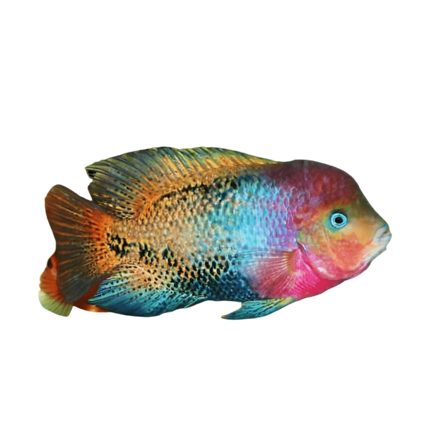 Cichlasoma Synspilum Vieja Red Head Quetzel Cichlid 5cm