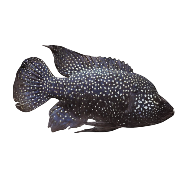 Black Diamond Madagascar Cichlid Paratilapia Polleni 5cm