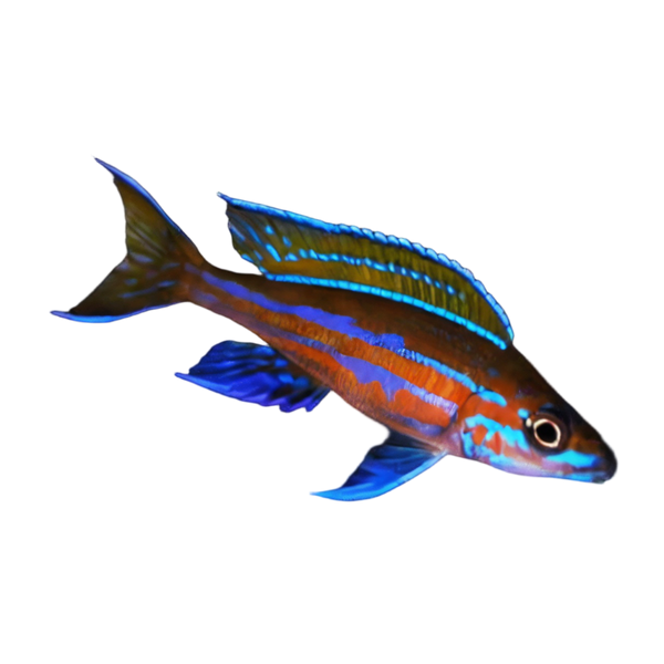 Paracyprichromis Nigripinnis Neon Blue Tanganyikan African Cichlids 5cm