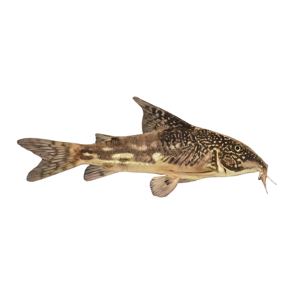 Bearded Banded Corydoras Barbatus 4cm Catfish