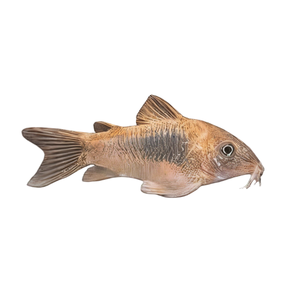 Bronze Corydoras Aeneus 3cm Catfish
