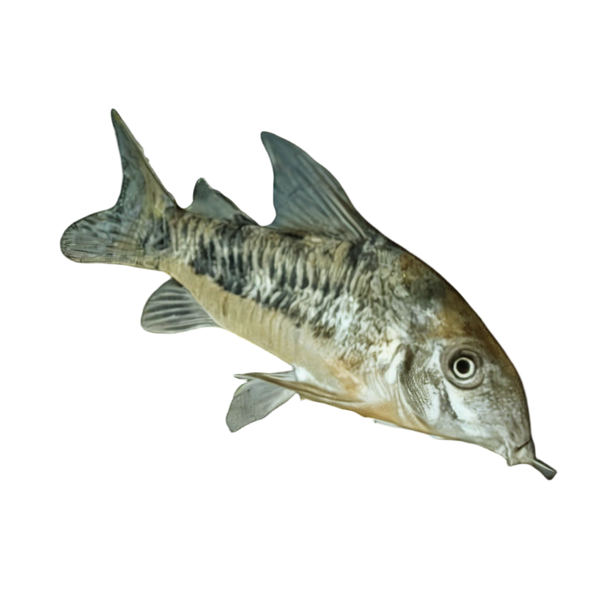 Peppered Corydoras Paleatus 3cm Catfish