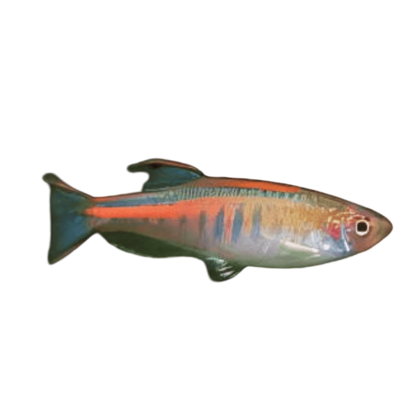 Glowlight Danio Danio Choprai 2cm