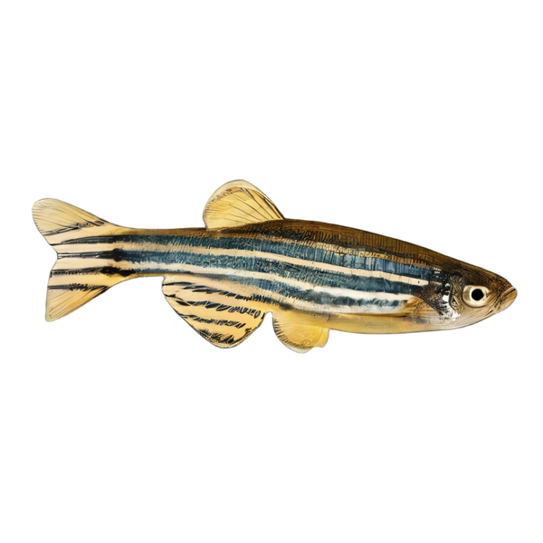 Zebra Danio Danio Rerio 2cm