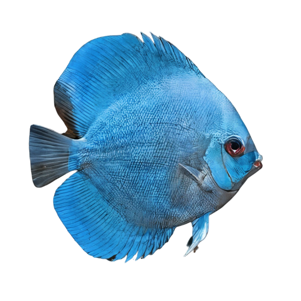 Blue Diamond Discus