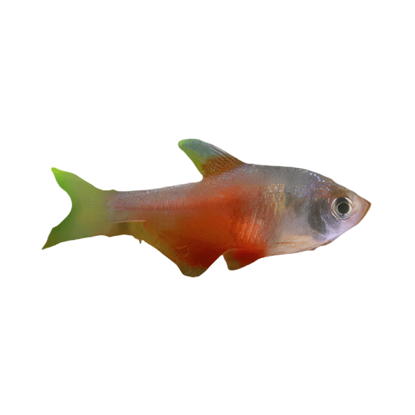 Flame Tetra Hyphessobrycon Flammeus 2cm