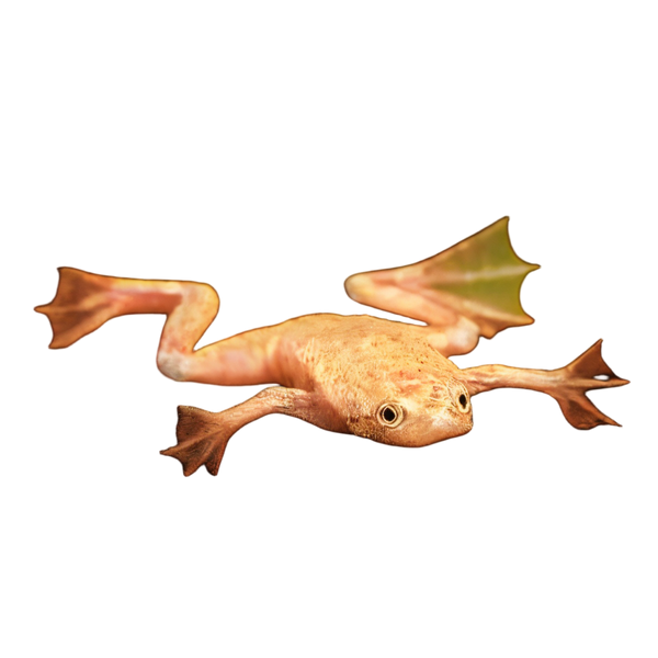 Gold African Dwarf Frog Hymenochirus Boettgeri 3cm