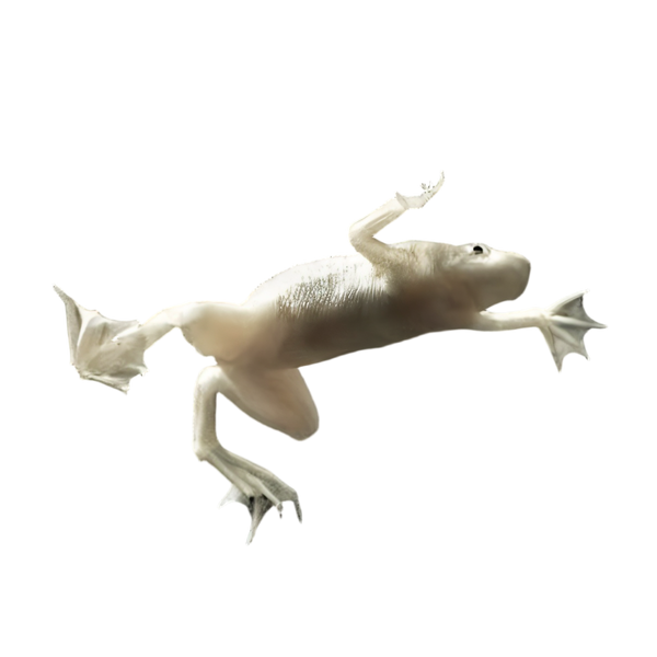 Platinum African Dwarf Frog Hymenochirus Boettgeri 3cm