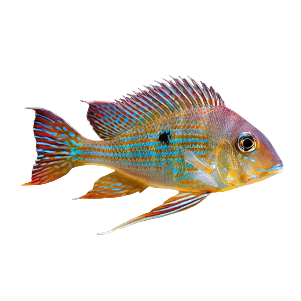 Geophagus Megasema 4cm
