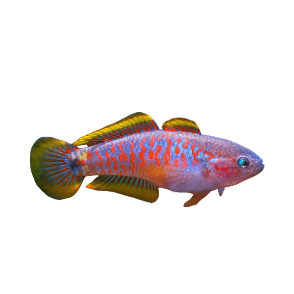 Peacock Goby Tateurndina Ocellicauda 4cm