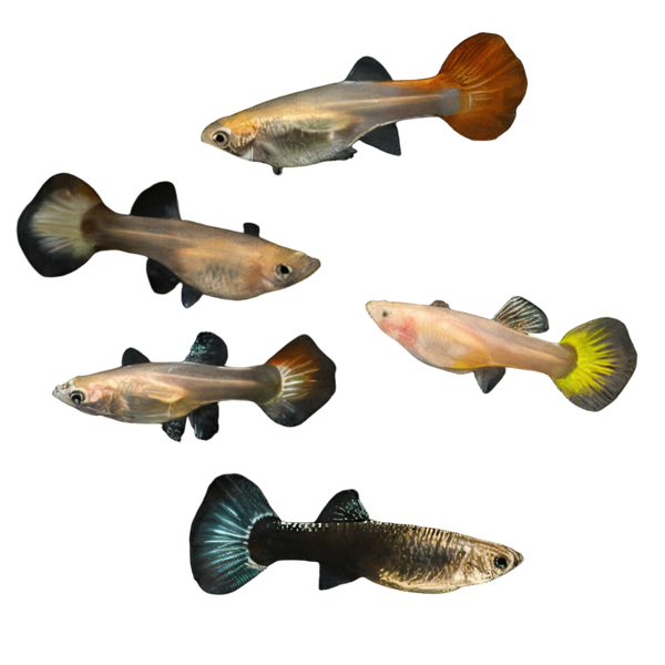 Assorted Female Guppy Poecilia Reticulata 3cm