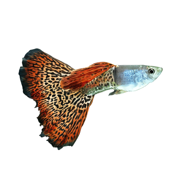 Leopard Male Guppy Poecilia Reticulata 3cm