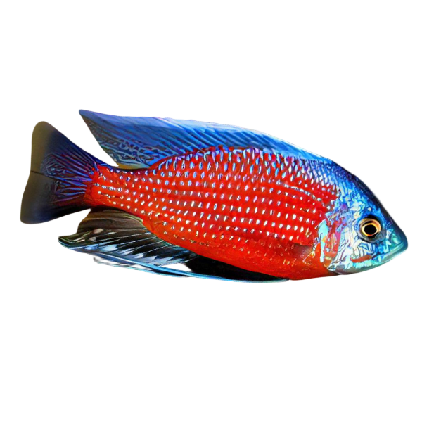 Haplochromis Borleyi Malawi African Cichlid