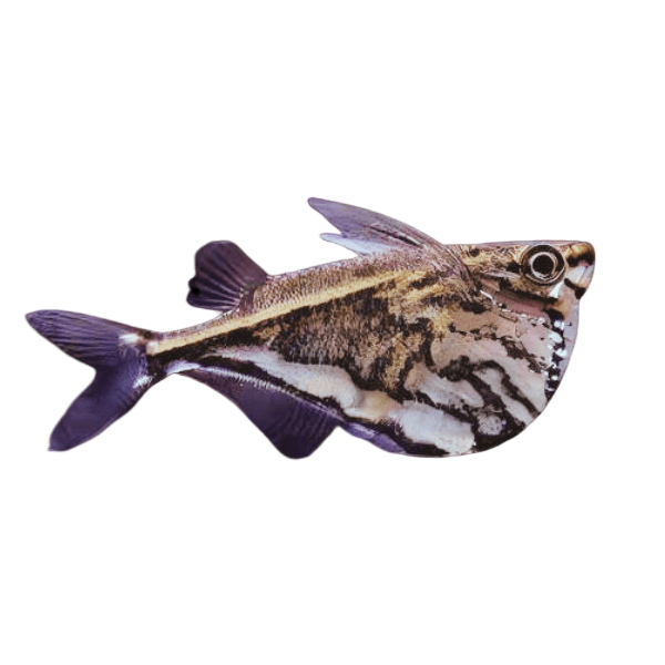 Marbled Hatchet Fish Carnegiella Strigata 4cm