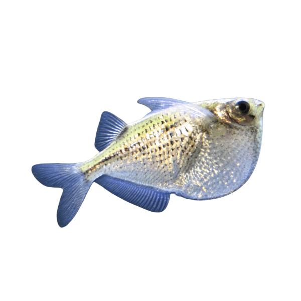 Silver Hatchet Fish Gasteropelecus Sternicla 4cm