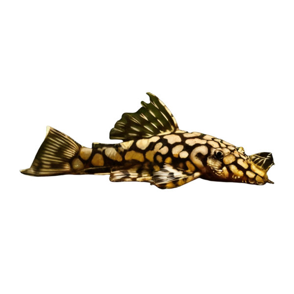 Honeycomb Bristlenose Ancistrus Wabenmuster 3cm