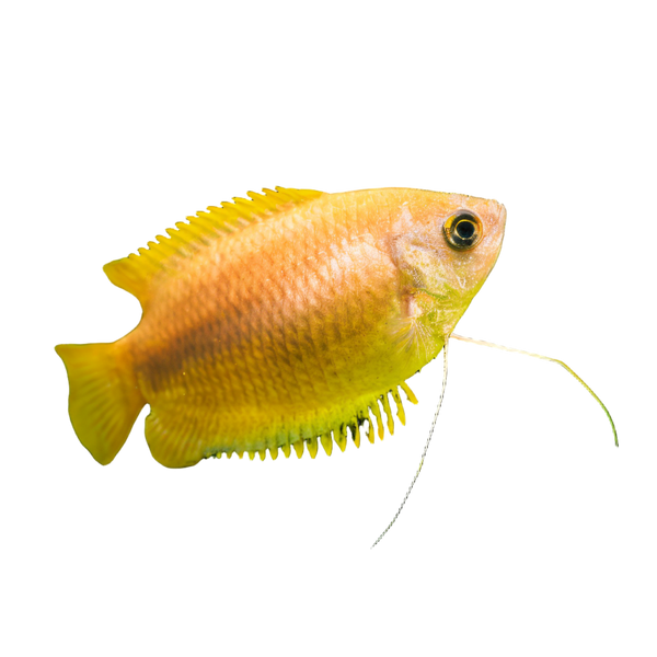 Golden Honey Gourami Trichogaster Chuna 5cm