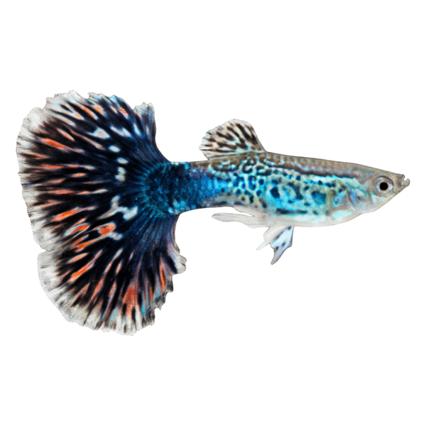 King Cobra Guppy Poecilia Reticulata 3cm