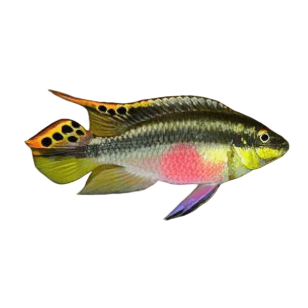 Kribensis Cichlid Pelvicachromis Pulcher 4cm
