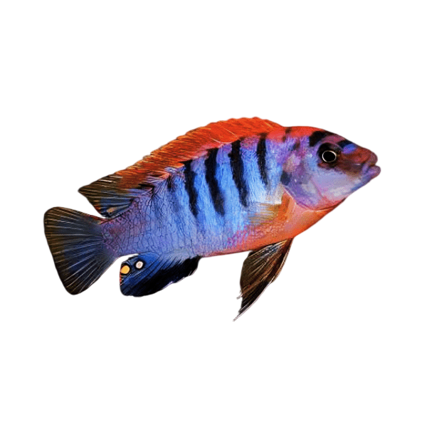 Labidochromis Hongi Sweden Malawi African Cichlid Small 2 Inches
