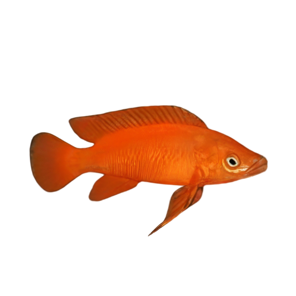 Lamprologus Leleupi Orange Tanganyikan African Cichlids 5cm