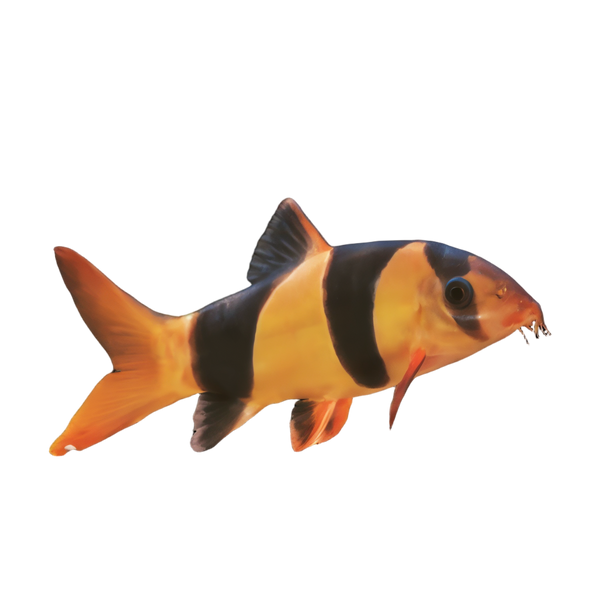 Clown Loach Botia Macracantha