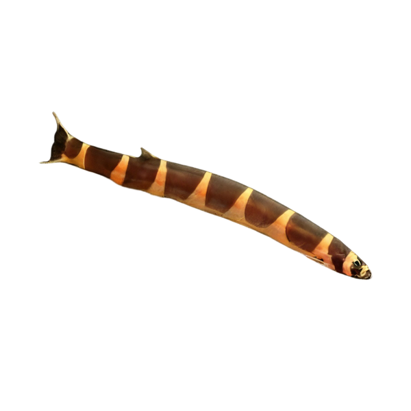 Coolie Khuli Loach Pangio kuhlii 4cm