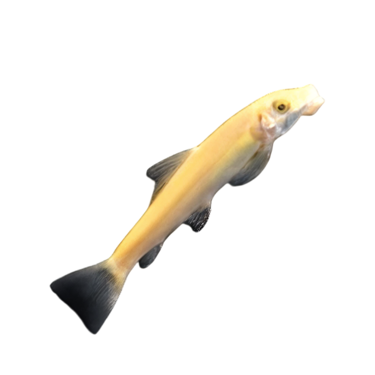 Golden Sucking Loach Chinese Algae Eater Gyrinocheilus Aymonieri 4cm