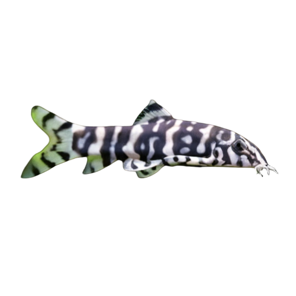 YoYo Pakistani Loach Botia Almorhae 4cm