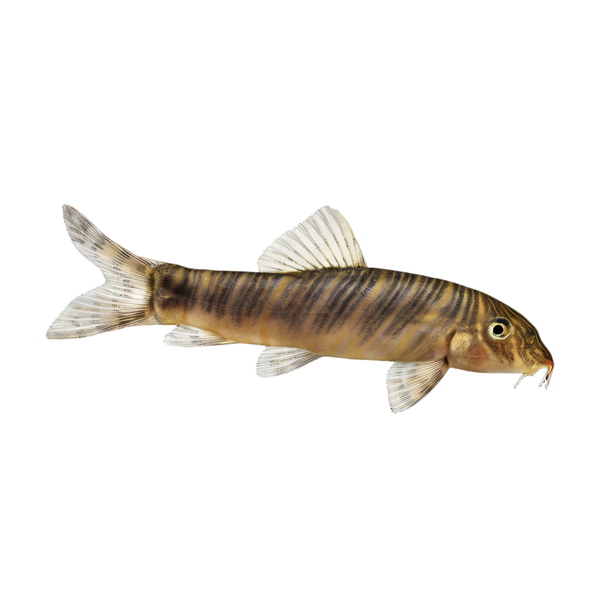 Zebra Candy Stripe Loach Botia Striata 4cm