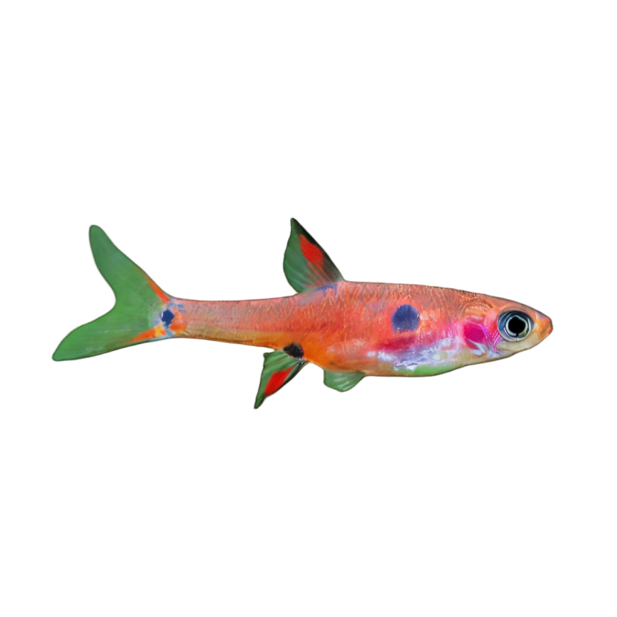 Maculata Rasbora Boraras Maculatus 2cm