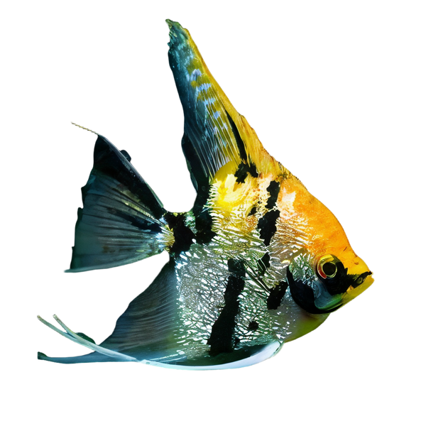 Marbled Golden Angelfish Pterophyllum Scalare