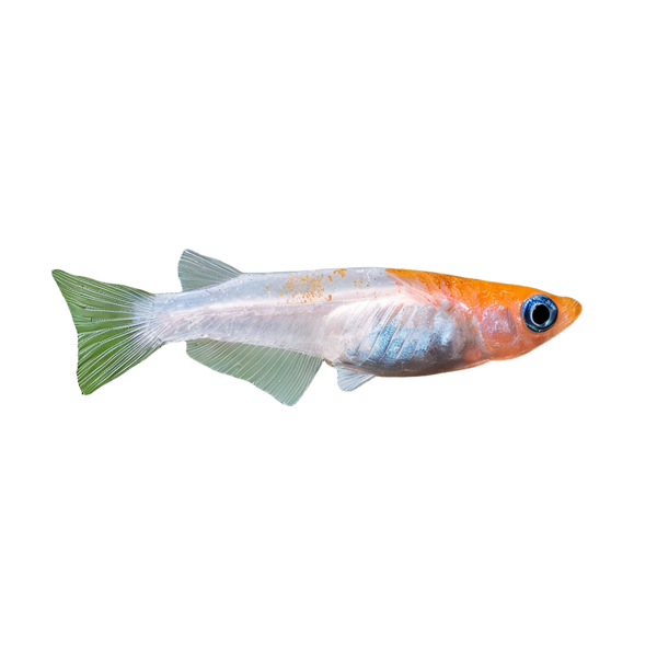 Kohaku Rice Fish Oryzias Latipes - 3cm