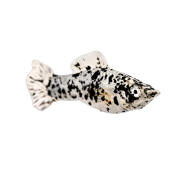 Marble Dalmatian Molly Poecilia Sphenops 3cm