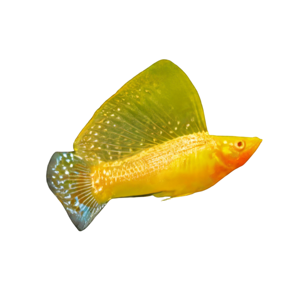 Sailfin Golden Molly Poecilia Sphenops 3cm