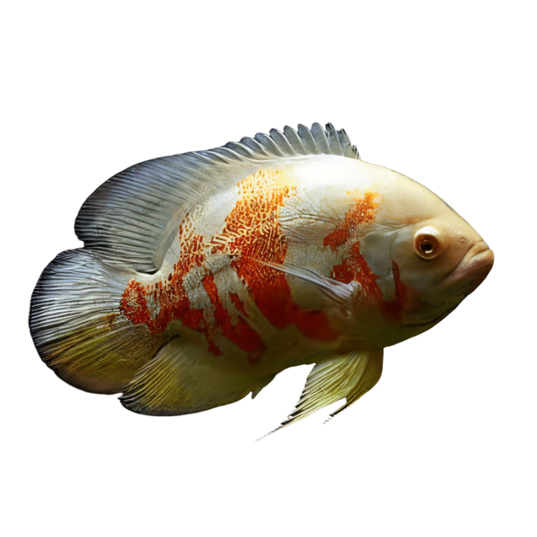 Albino Red Tiger Oscar Astronotus Ocellatus