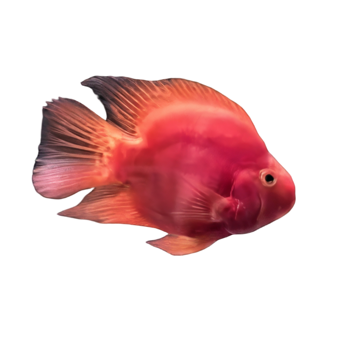 Red Parrot Fish Hybrid Amphilophus citrinellus × Vieja melanurus 5cm