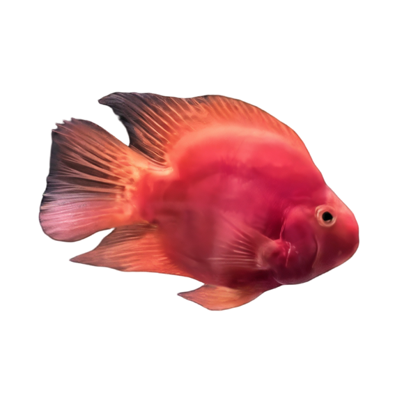Red Parrot Fish Hybrid Amphilophus citrinellus × Vieja melanurus 5cm