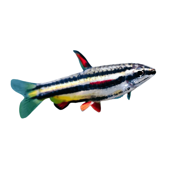 Dwarf Pencil Fish Nannostomus Marginatus 3cm