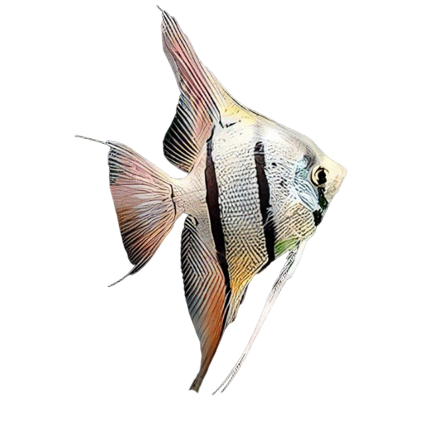 Peruvian Altum Angelfish Pterophyllum Scalare 5cm