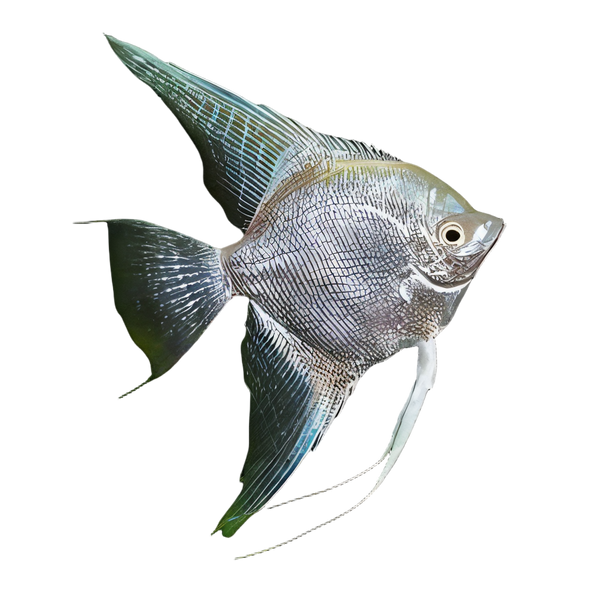 Platinum Angelfish Pterophyllum Scalare