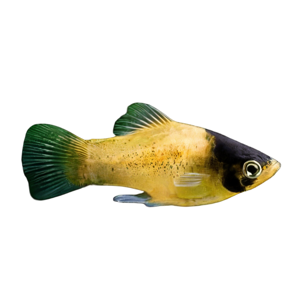 Bumble Bee Platy Xiphophorus Maculatus 3cm