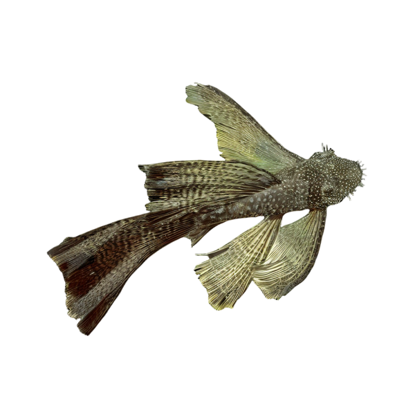 Long Fin Bristlenose Pleco Ancistrus
