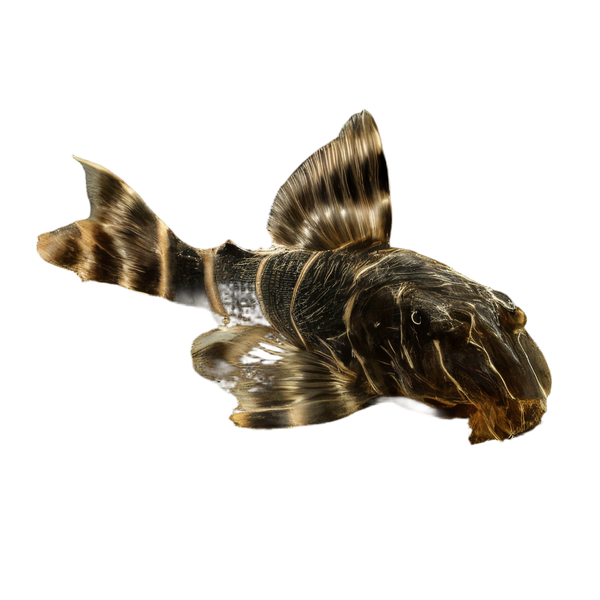 L104 Clown Pleco Panaqolus Maccus 4cm
