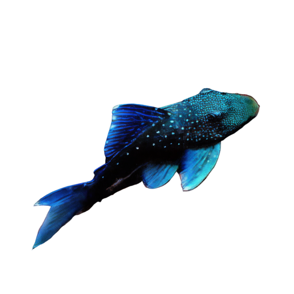 L128 Blue Phantom Pleco Ancistrinae Hemiancistrus SP