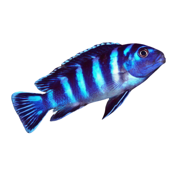 Pseudotropheus Demasoni Malawi African Cichlid