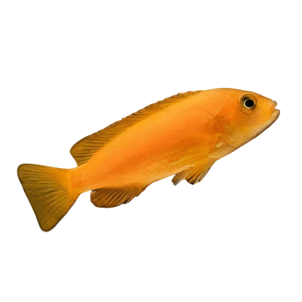 Pseudotropheus Saulosi Red Coral Malawi African Cichlid