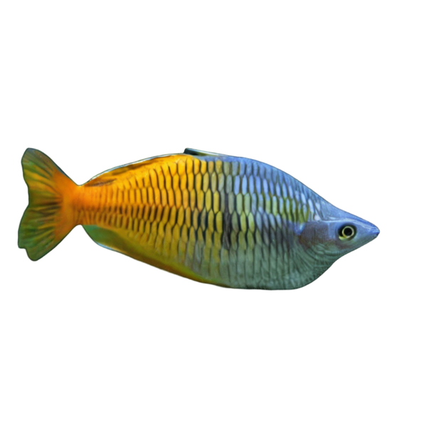 Boesmani Rainbow Fish Melanotaenia Boesemani 5cm