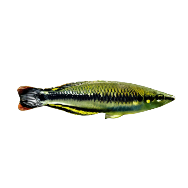 Madagascar Rainbow Fish Bedotia Madagascarensis 4cm